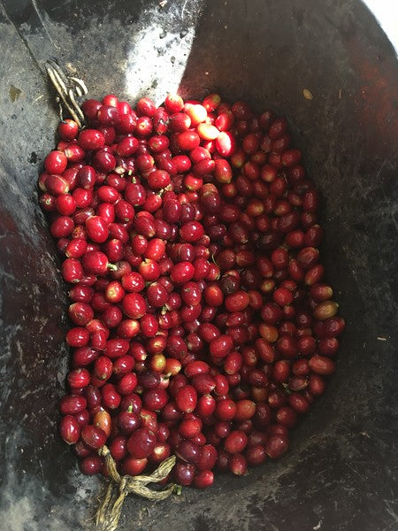 Decaf - Colombia