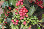 Kenya Gichathaini